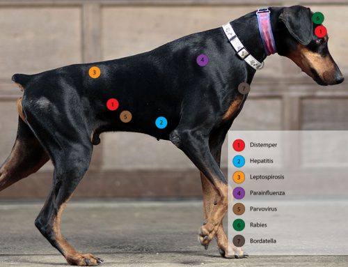 All You Need To Know About Canine Vaccines