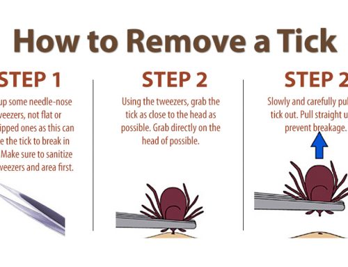 How to Remove a Tick